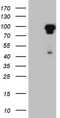 EEF1D Antibody (clone OTI6E1, Carrier-free)