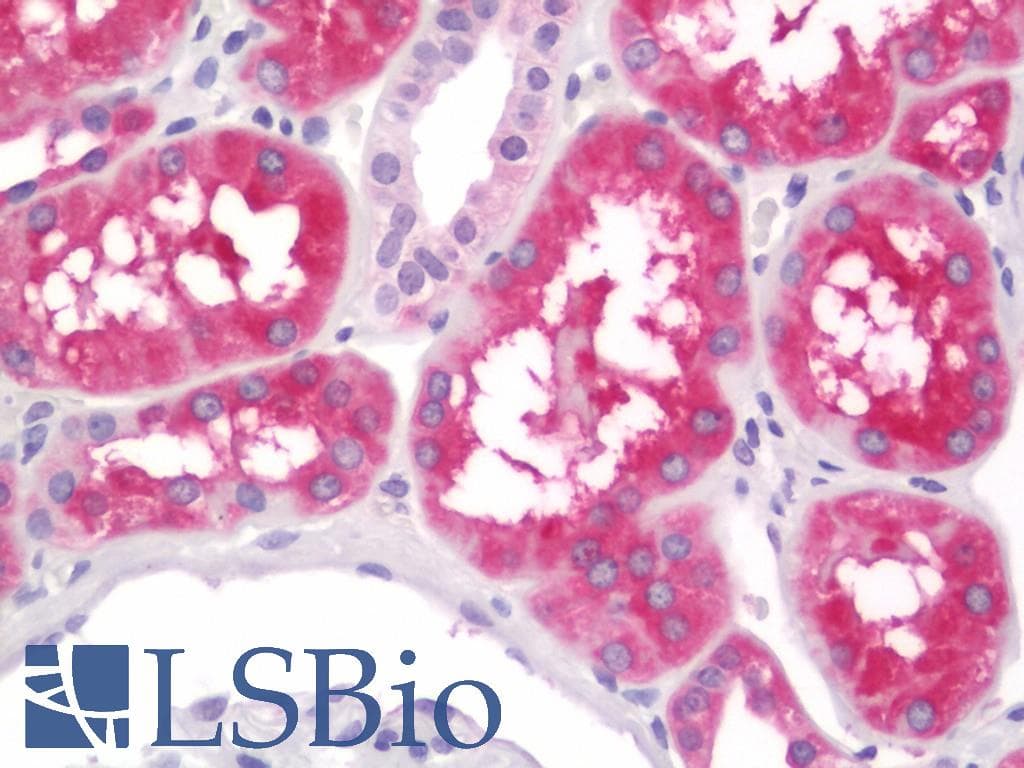 ALDH1L1 Antibody (clone 2A6, Carrier-free)