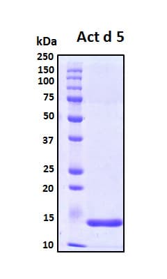 Actinidia deliciosa Act d 5 Protein (Recombinant His, N-Terminal)