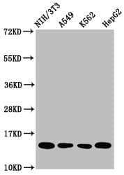 HIST1H2AI Antibody