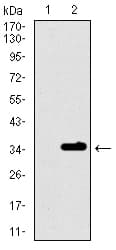 P2Y13 / P2RY13 Antibody (aa1-49, clone 2H1G9)