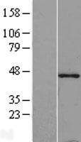 TMOD1 / Tropomodulin 1 Protein (Over-Expression Lysate Myc-DDK (Flag))