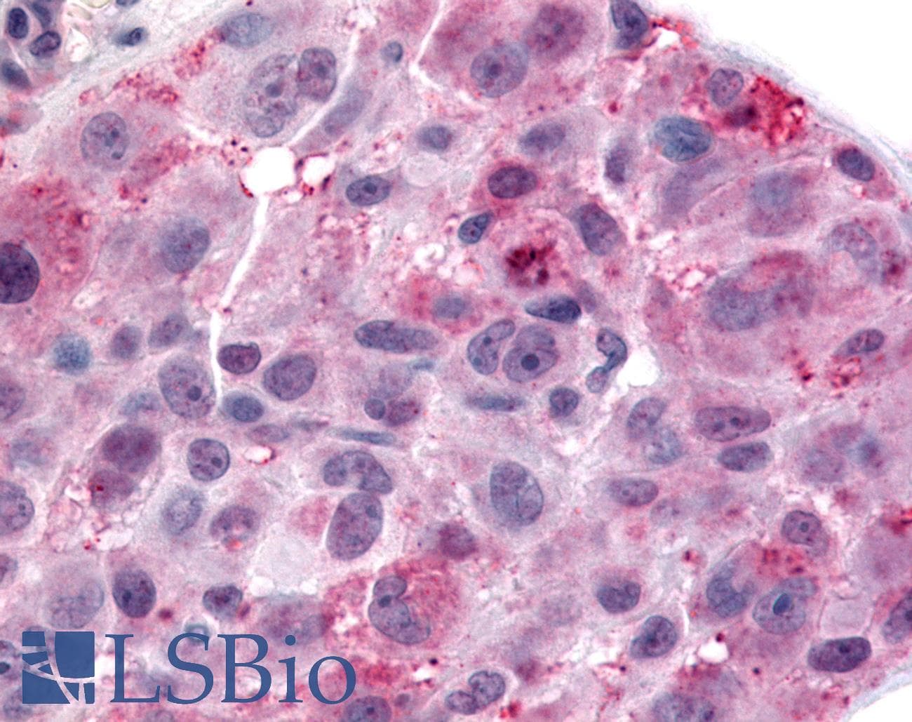 PathPlus™ Polyclonal Rabbit anti-Human NPBWR2 / GPR8 Antibody (Cytoplasmic Domain, IHC)