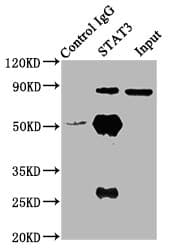 STAT3 Antibody