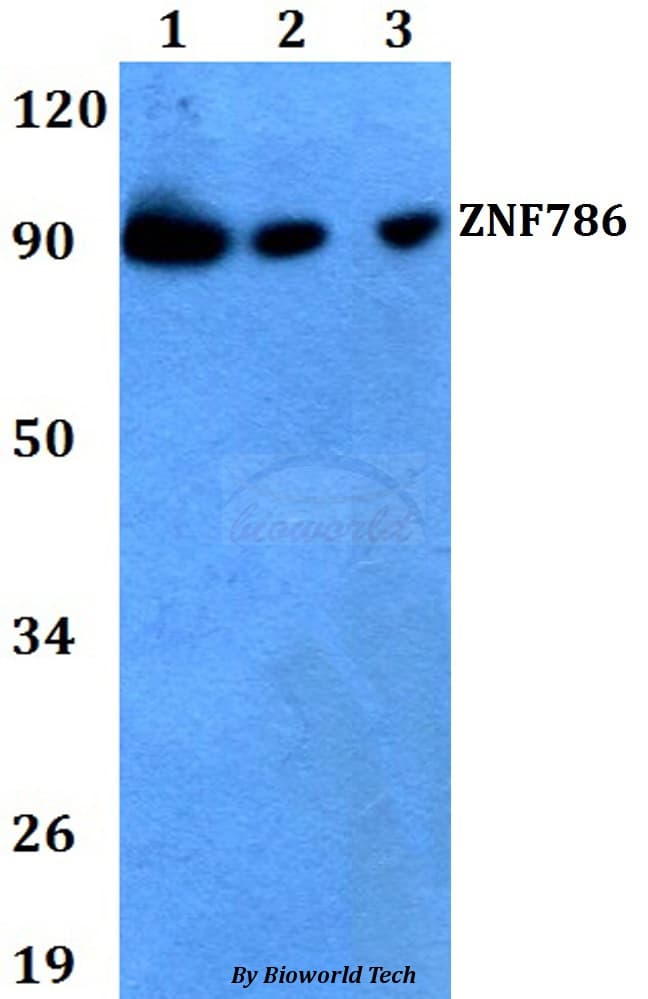 ZNF786 Antibody