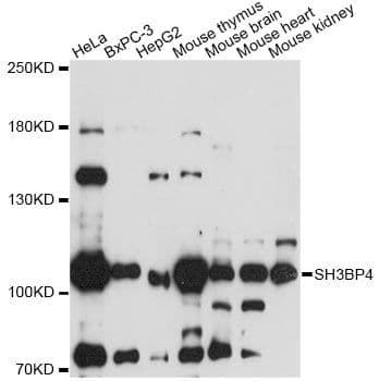 SH3BP4 Antibody