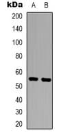 Polyclonal Rabbit anti-Human ARHGEF3 / XPLN Antibody (C-Terminus, IHC, IF, WB)