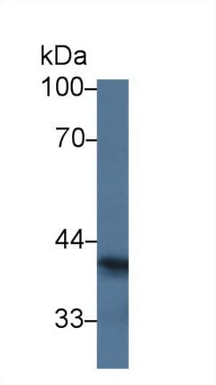 SIGLEC7 / CD328 Antibody (aa18-353, Biotin)