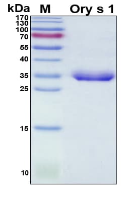 Oryza sativa EXPB1a Protein (Recombinant His, N-Terminal)