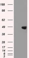 GATA4 Antibody (clone OTI1H8)