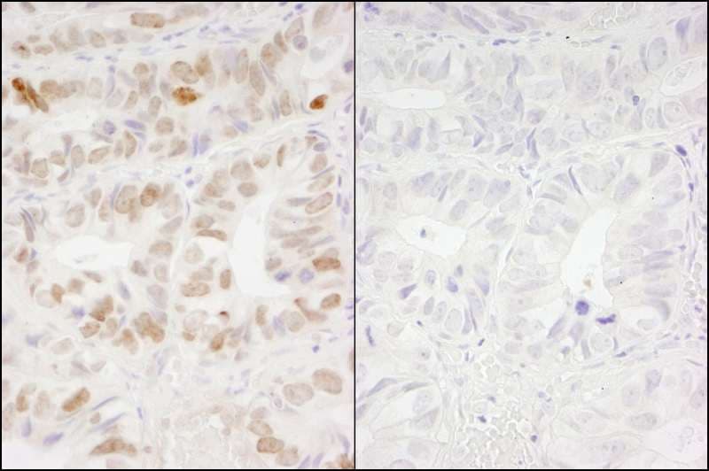 H2AFX / H2AX Antibody (phospho-Ser139)