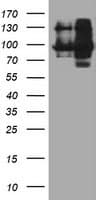IHC-plus™ DPP9 Antibody (clone 6A12)