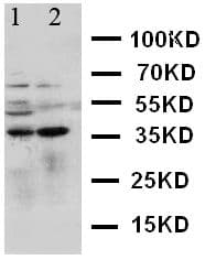 MCL1 / MCL 1 Antibody (aa303-325)