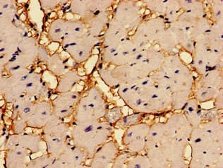RGS2 Antibody (aa1-211)
