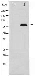 SYN1 / Synapsin 1 Antibody