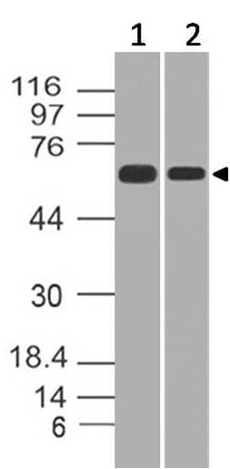 HNRNPK / hnRNP K Antibody