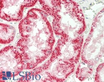IHC-plus™ OPA1 Antibody (aa901-950)