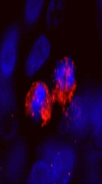 CENPF / CENP-F Antibody (aa2350-2400)