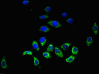 HRH3 / Histamine 3 Receptor Antibody