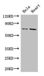 Polyclonal Rabbit anti-Human PCK2 / PEPCK Antibody