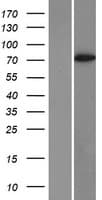 APBB1IP / RIAM Protein (Over-Expression Lysate Myc-DDK (Flag))