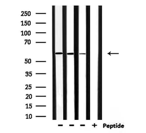 RASGEF1B Antibody