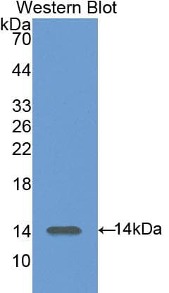 REN / Renin 1 Antibody (aa275-389)