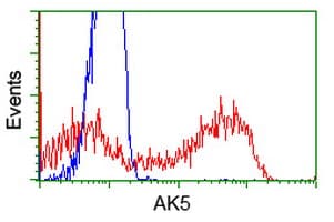 AK5 / Adenylate Kinase 5 Antibody (clone OTI1C5)