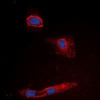 GZMK / Granzyme K Antibody (Internal)