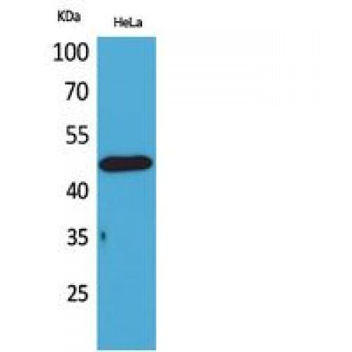 DRD3 / Dopamine Receptor D3 Antibody (181-230 aa, Internal)