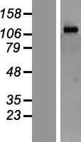 MORC2 Protein (Over-Expression Lysate Myc-DDK (Flag))