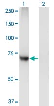 PIGQ Antibody (clone 2B7)