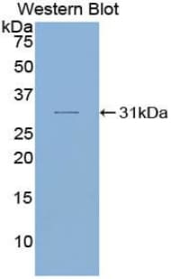 SMAD6 Antibody (aa116-364, Biotin)