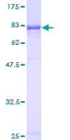 Human SYMPK / Symplekin Protein (Recombinant GST)