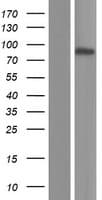 KLHDC7A Protein (Over-Expression Lysate Myc-DDK (Flag))