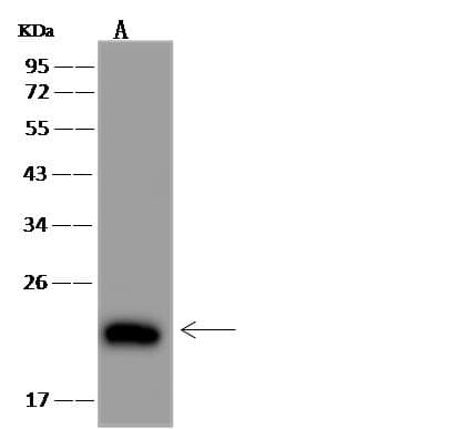 IL4 Antibody (Preservative Free)