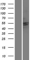 CRISPLD2 Protein (Over-Expression Lysate Myc-DDK (Flag))