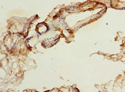 NDFIP1 / N4WBP5 Antibody