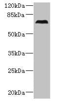 Polyclonal Rabbit anti-Human CEP76 Antibody (IHC, WB)