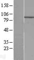 ECEL1 Protein (Over-Expression Lysate Myc-DDK (Flag))