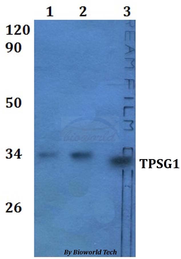 Polyclonal Rabbit anti-Human TPSG1 / Tryptase Gamma 1 Antibody (WB)