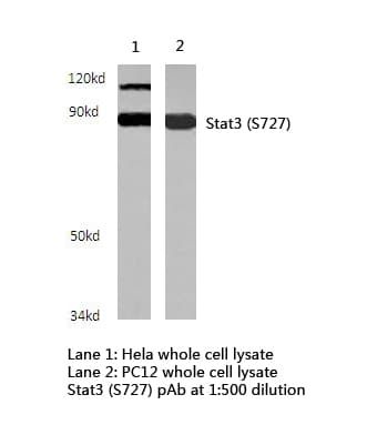 Polyclonal Rabbit anti-Human STAT3 Antibody (Ser727, WB)