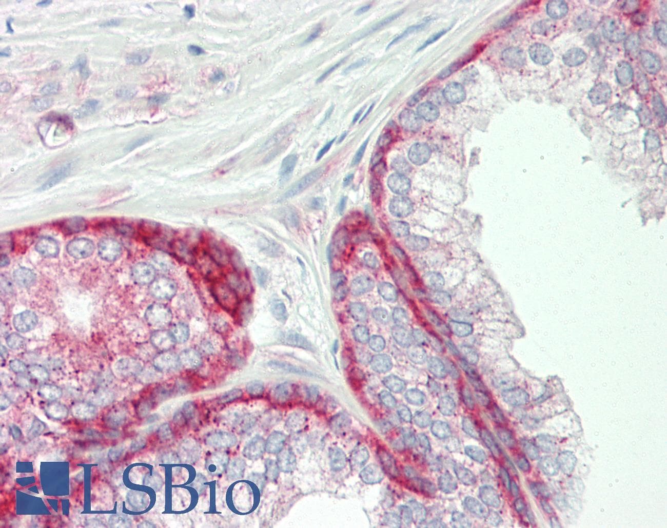 D-Binding Protein / DBP Antibody (aa41-90)