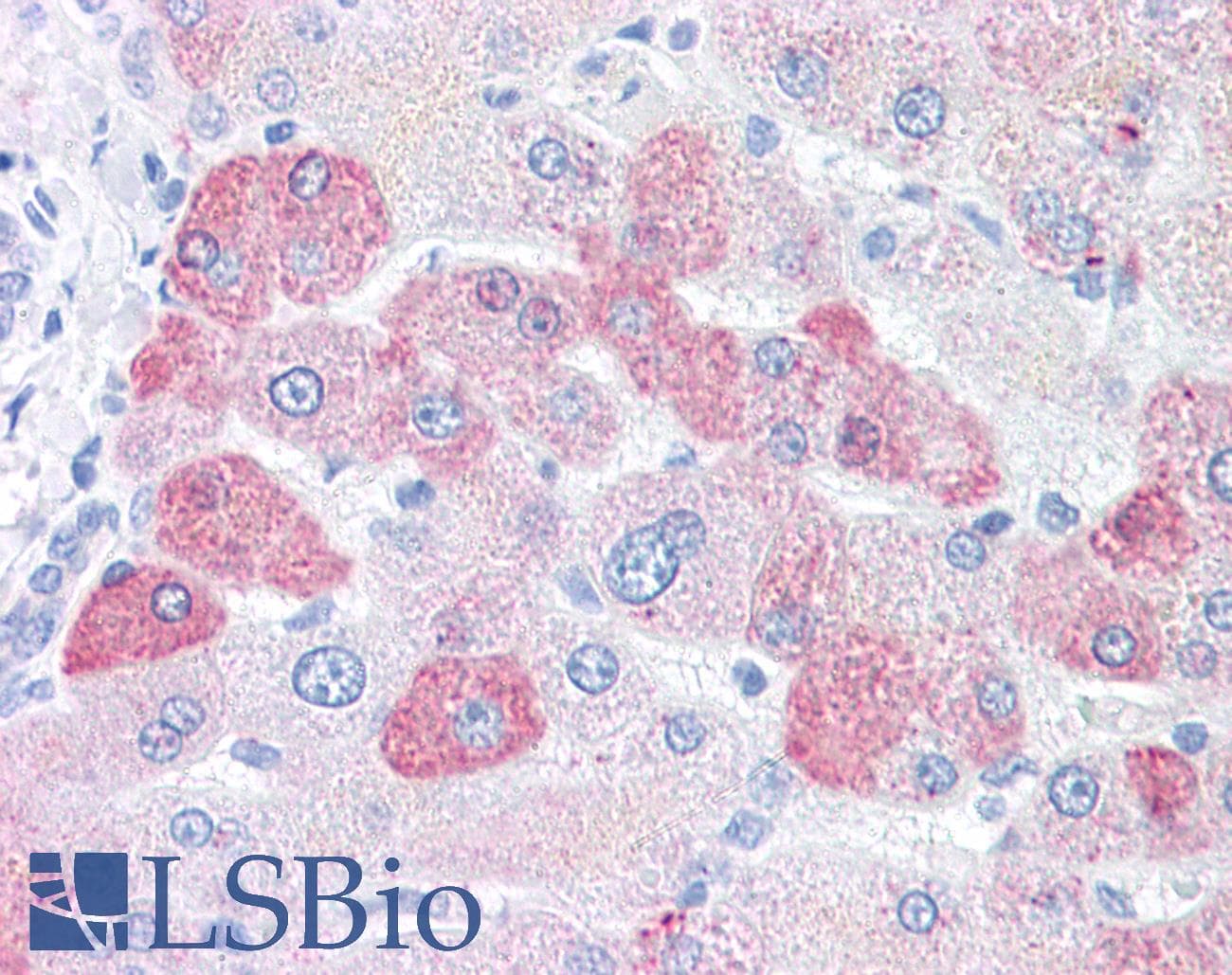 IHC-plus™ LOXL2 Antibody (N-Terminus)