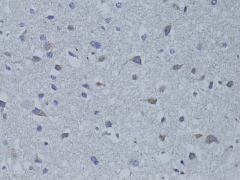 BDNF Antibody