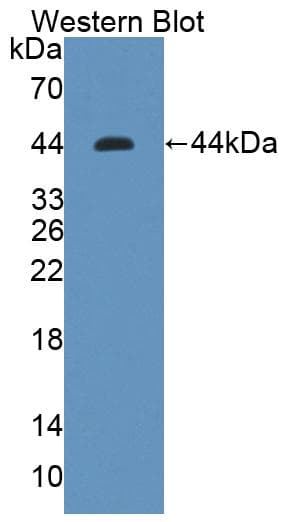 KLF15 Antibody (aa1-364)