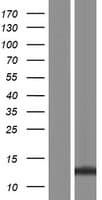 LCE3B Protein (Over-Expression Lysate Myc-DDK (Flag))