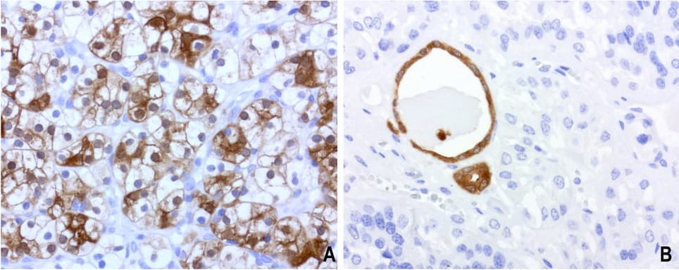 BBOX1 / BBOX Antibody (clone UMAB119, Carrier-free)