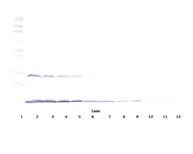 IFN Gamma / Interferon Gamma Antibody (Biotin)