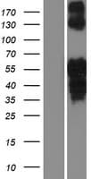 ISL2 / Islet 2 Protein (Over-Expression Lysate Myc-DDK (Flag))